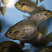 rainbow cichlid