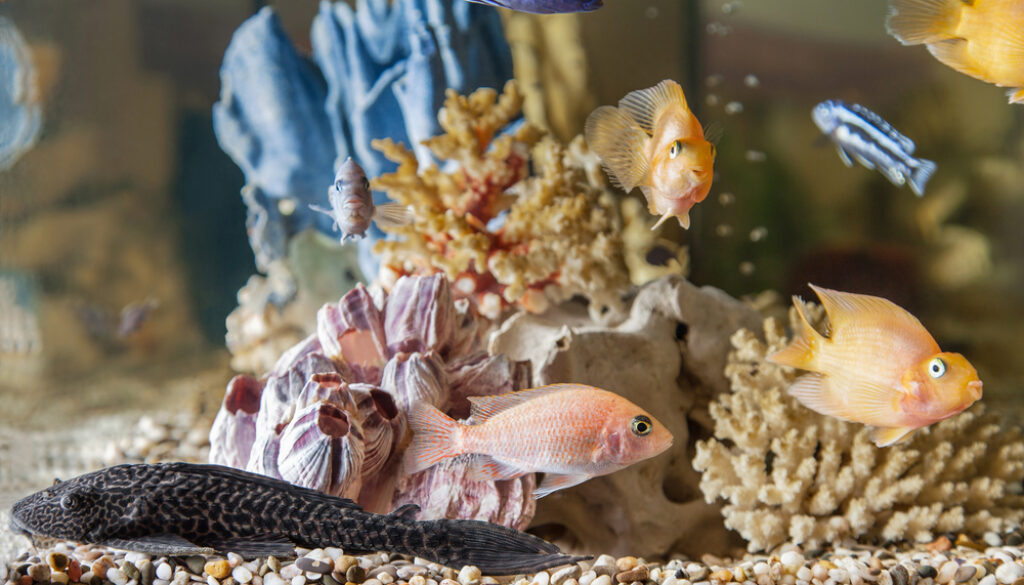 Home aquarium Home aquarium