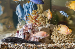 Home aquarium Home aquarium
