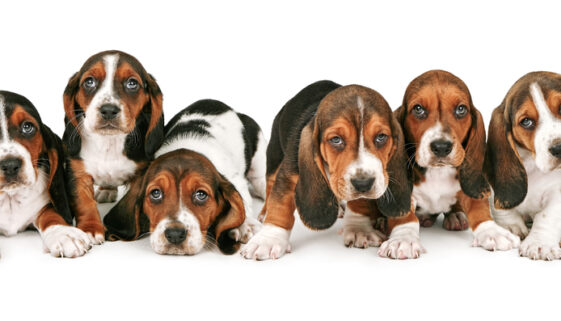 Basset Hound Puppies