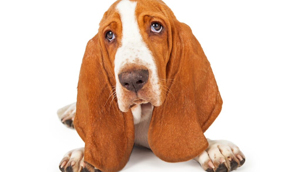 Basset Hound Puppy not aggressive Basset Hound Puppy not aggressive
