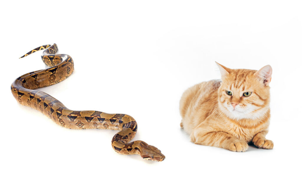 Do Snakes eat cats?