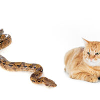 Do Snakes eat cats?