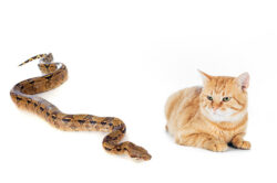 Do Snakes eat cats? Do Snakes eat cats?