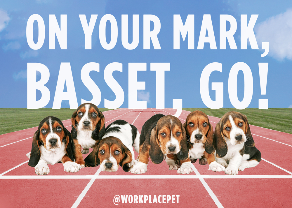 on your mark, Basset, Go!