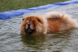 swimming chow chow dog