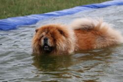 swimming chow chow dog swimming chow chow dog