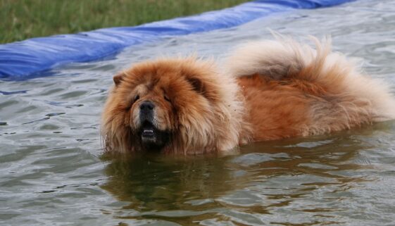 swimming chow chow dog