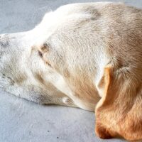 Dog before breakfast