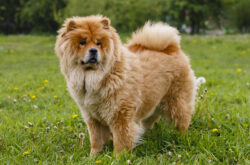 chow chow good with cats chow chow good with cats