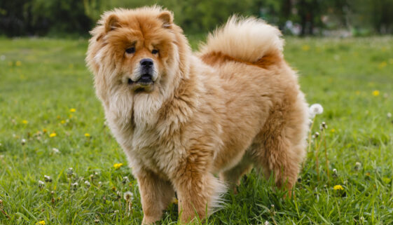 chow chow good with cats