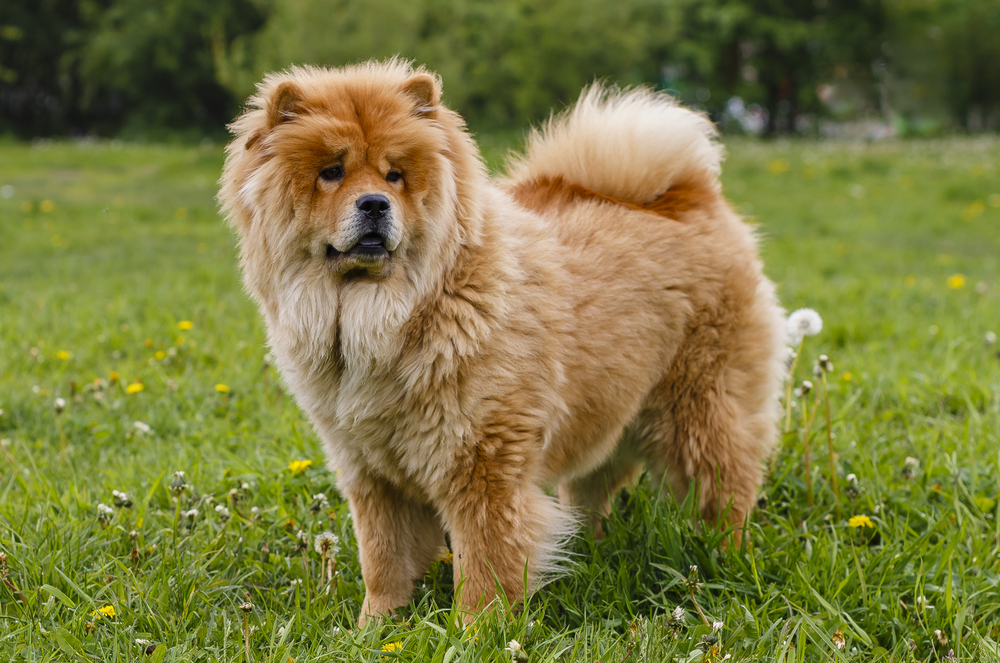 do chow chows cuddle