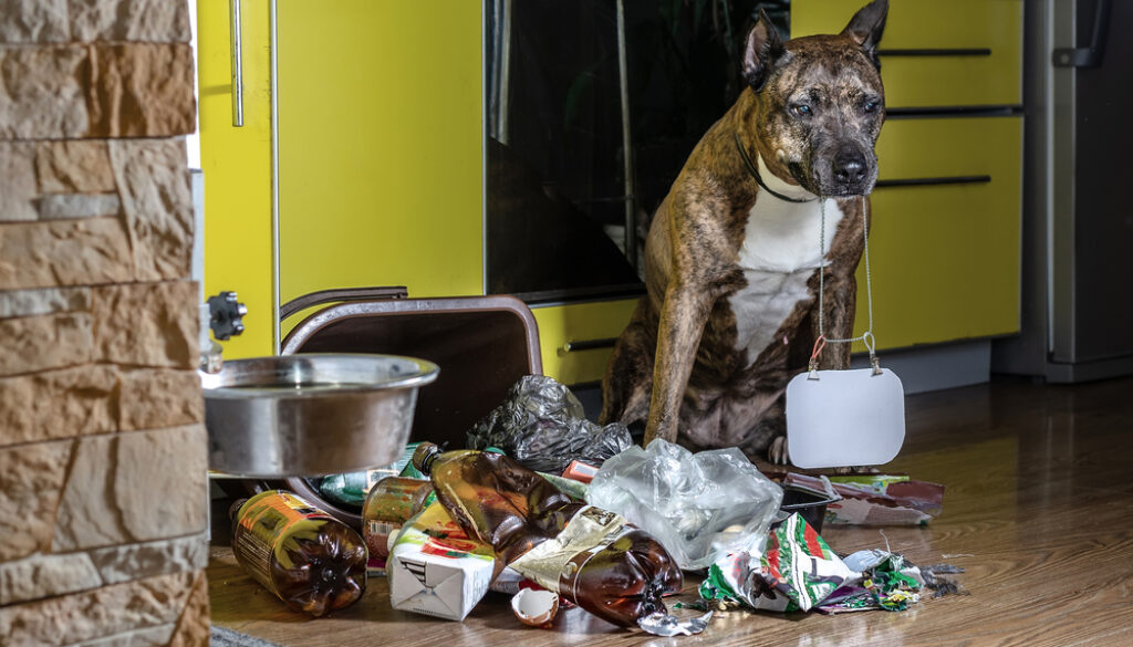 workplace dog rubbish workplace dog rubbish