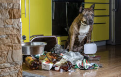 workplace dog rubbish workplace dog rubbish
