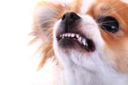 chihuahua guard dog chihuahua guard dog