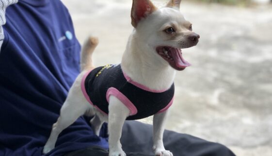 Chihuahua like to sleep between my legs
