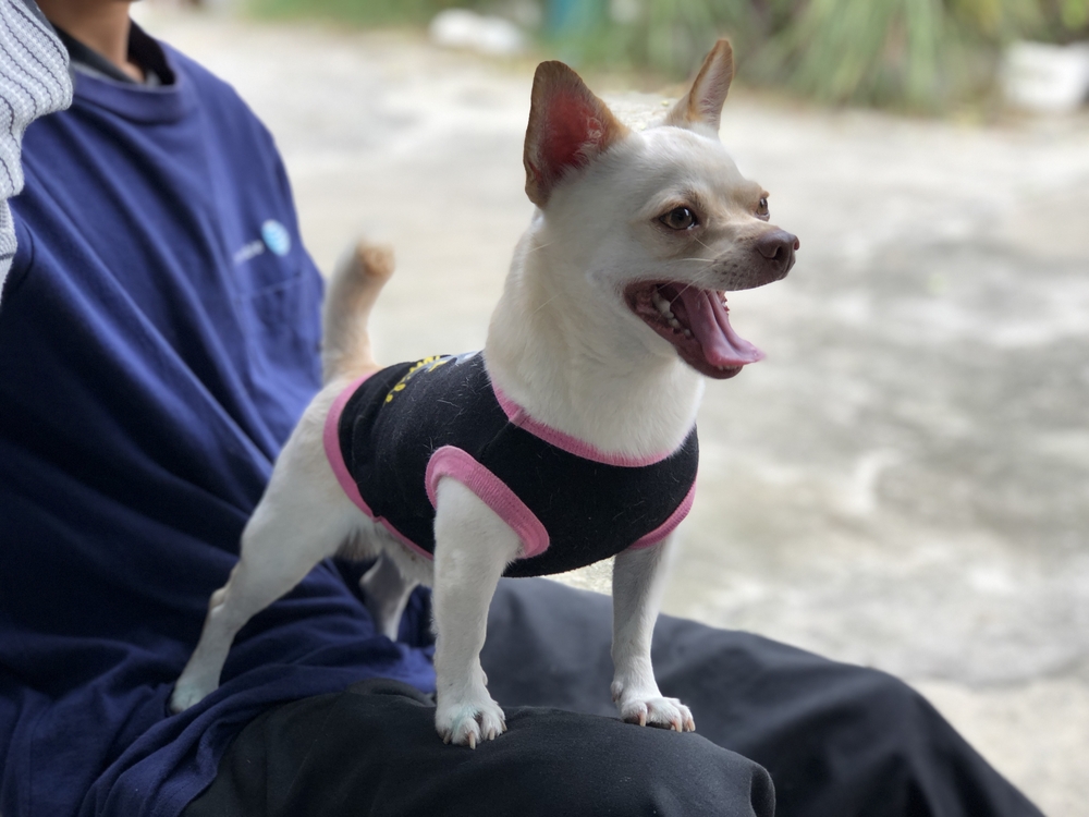Why Does My Chihuahua Like to Sleep Between My Legs?
