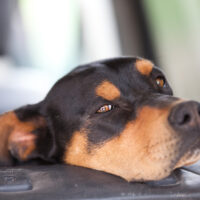 Domerman sitting on car seat