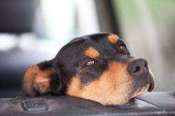 Watch Dog Domerman sitting on car seat
