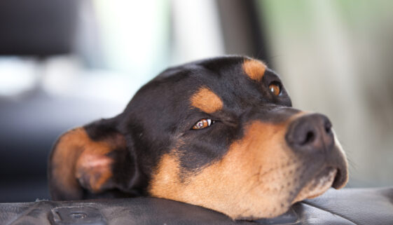 Domerman sitting on car seat