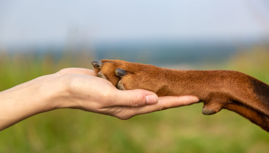 Dobermann Alpha Paw