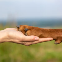 Dobermann Alpha Paw