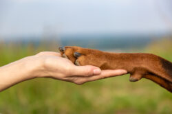 Dobermann Alpha Paw