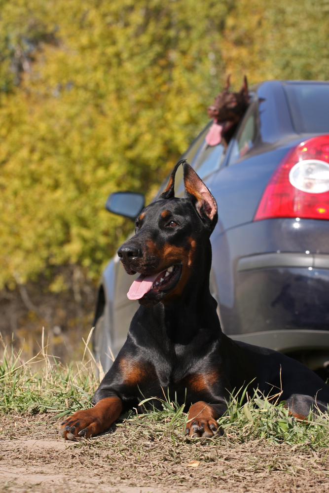 Doberman by car