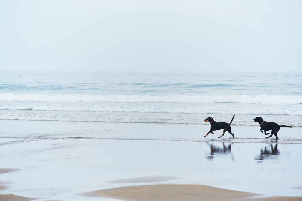 Dobermanns are built for action - Travelling to the beach