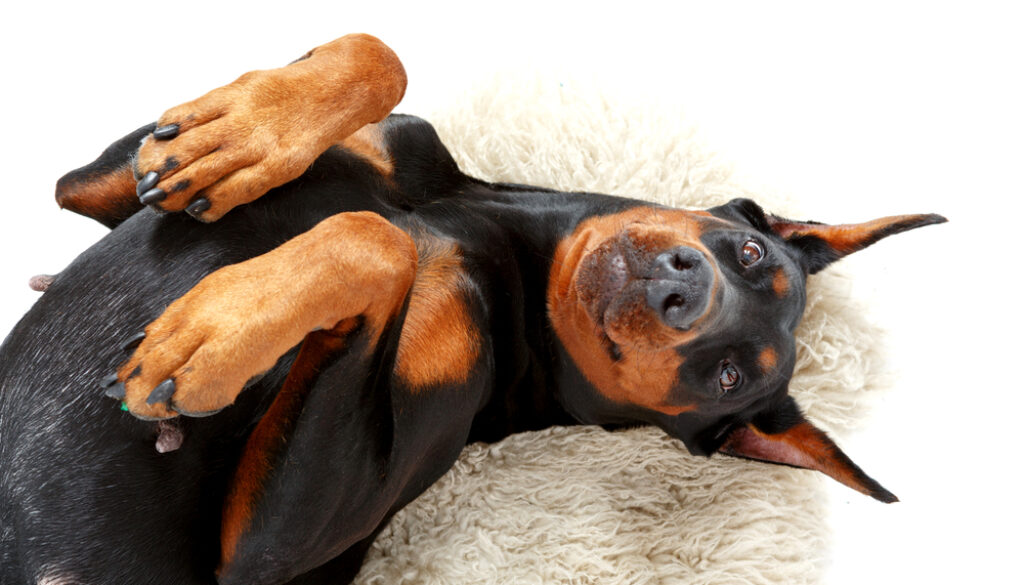 happy lying Doberman on white carpet happy lying Doberman on white carpet