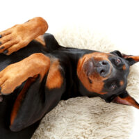 happy lying Doberman on white carpet