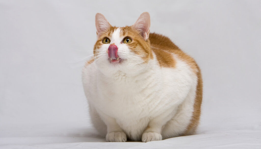 fat cat - get my cat to lose weight fat cat - get my cat to lose weight