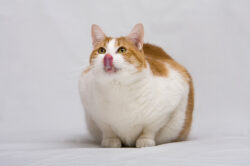 fat cat - get my cat to lose weight fat cat - get my cat to lose weight