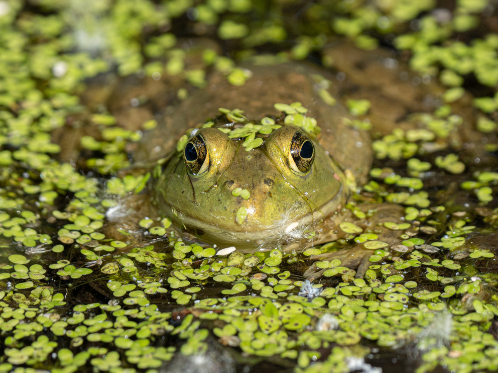 will cats eat frogs?