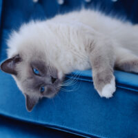 Keeping Ragdoll cat slim and not fat
