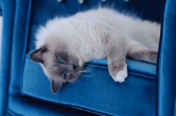 Keeping Ragdoll cat slim and not fat