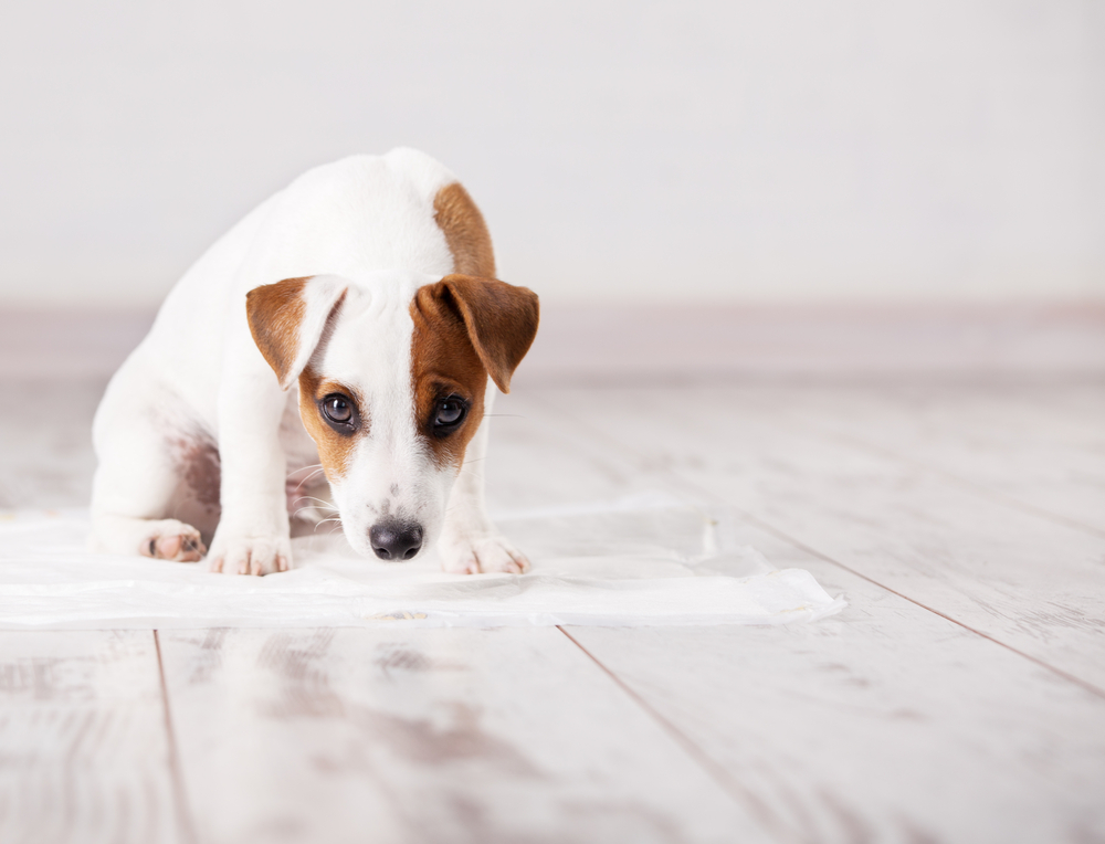 wfh working from home toilet training puppy