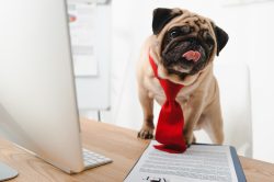 Dog Boss