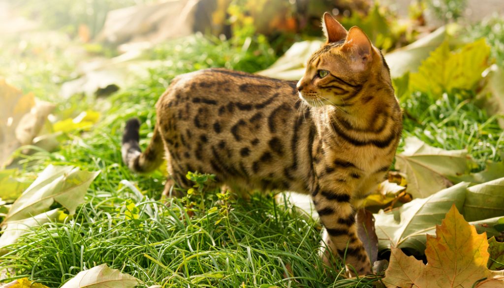 Bengal Cat Mixed Bengal Cat Mixed