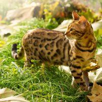 Bengal Cat Mixed
