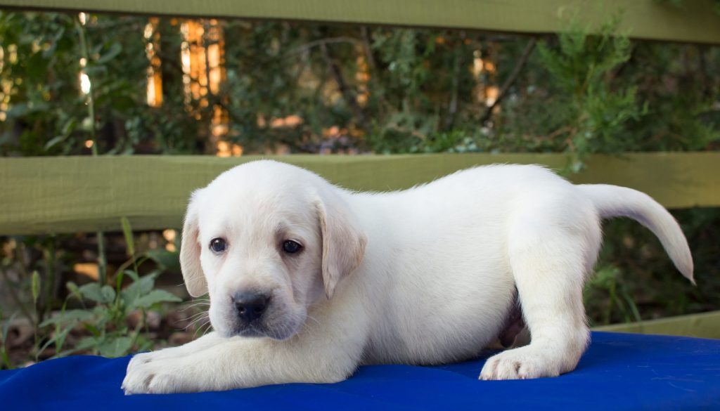 Puppy or adult dog Puppy or adult dog?