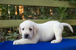 Puppy or adult dog Puppy or adult dog?