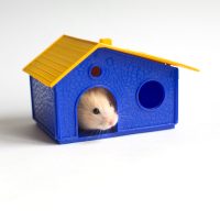 bored hamster in house