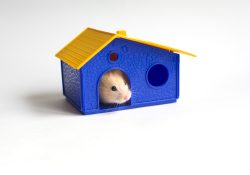 bored hamster in house bored hamster in house