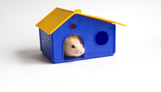 bored hamster in house