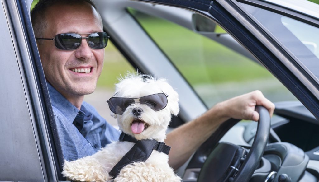 Dog and his owner traveling in a car hairy maltese dog in the car