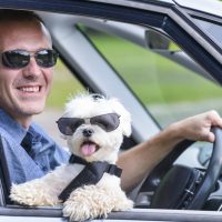 hairy maltese dog in the car