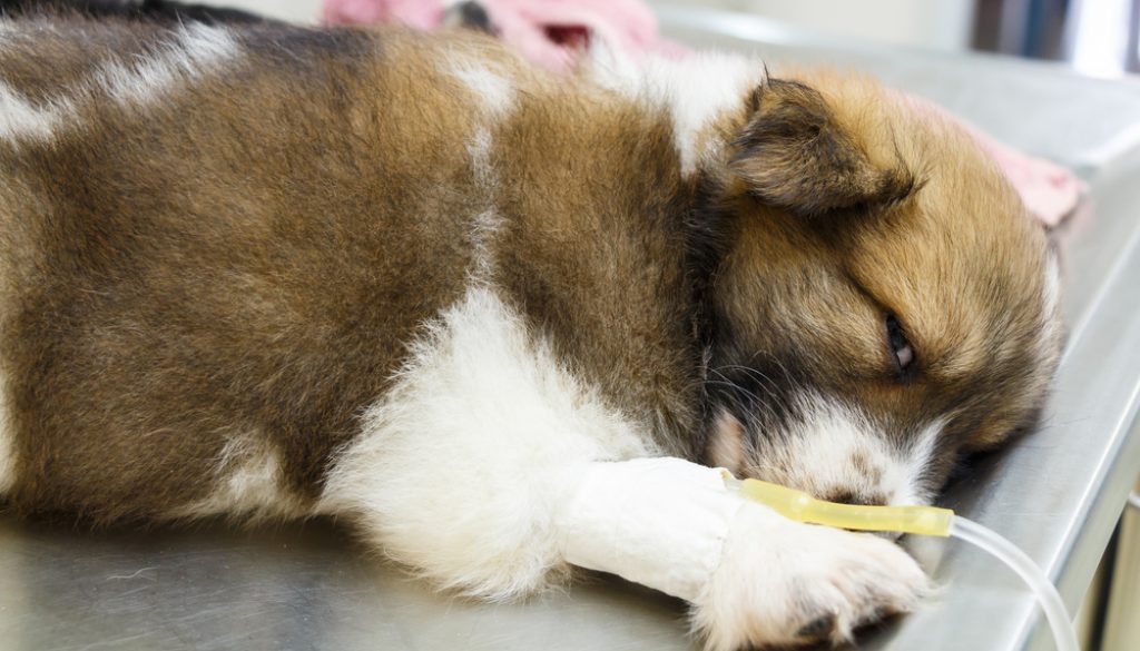 Sick Dog on a drip Sick Dog on a drip