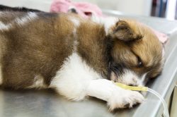 Sick Dog on a drip Sick Dog on a drip