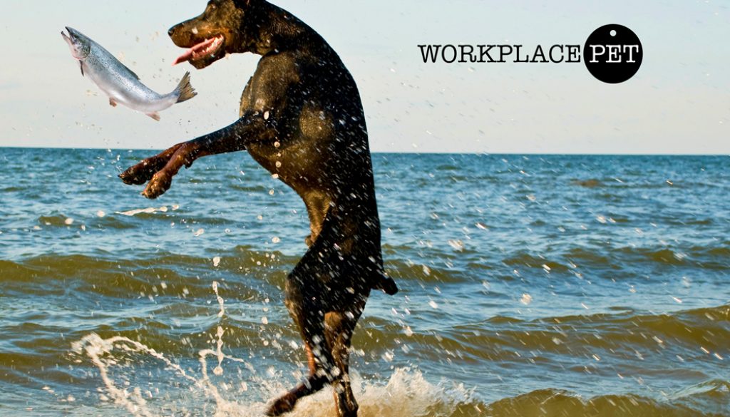 Doberman Catching fish to eat Doberman Catching fish to eat